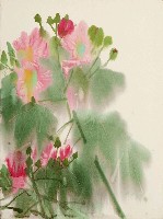 藏品(蜀葵)的圖片