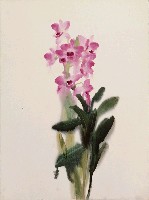 藏品(蘭花)的圖片