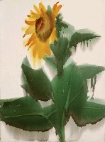 藏品(向日葵)的圖片