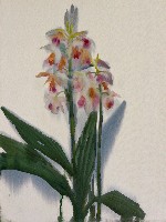 藏品(蘭花)的圖片