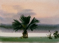 藏品(椰樹)的圖片