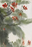 藏品(鳳凰木)的圖片