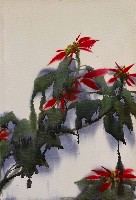 藏品(聖誕紅)的圖片