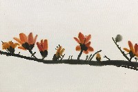 藏品(木棉花)的圖片
