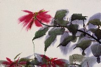 藏品(聖誕紅)的圖片