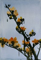 藏品(木棉花)的圖片