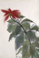 藏品(聖誕紅)的圖片