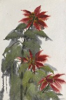 藏品(聖誕紅)的圖片