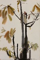 藏品(木棉(葉))的圖片