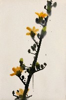 藏品(木棉花)的圖片