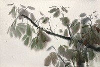 藏品(木棉(葉))的圖片