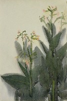 藏品(粉色花)的圖片