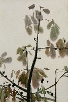 藏品(木棉(葉))的圖片