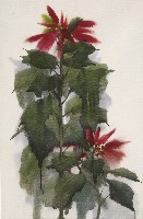 藏品(聖誕紅)的圖片