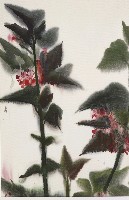 藏品(海棠花)的圖片