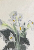 藏品(海芋)的圖片