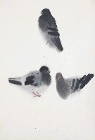 藏品(鴿子)的圖片