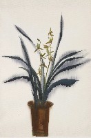 藏品(蘭花)的圖片