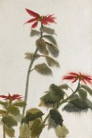 藏品(聖誕紅)的圖片