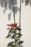 藏品(聖誕紅)的圖片