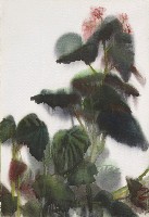 藏品(海棠花)的圖片