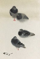 藏品(鴿子)的圖片