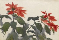 藏品(聖誕紅)的圖片