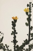 藏品(木棉花)的圖片