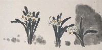 藏品(水仙)的圖片