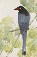 藏品(藍帶鳥)的圖片