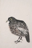 藏品(鵪鶉)的圖片