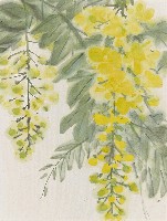 藏品(黃花)的圖片