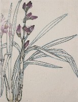 藏品(蘭花草)的圖片