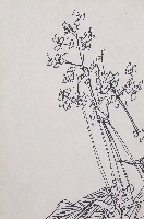 藏品(海棠花)的圖片