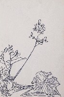 藏品(海棠花)的圖片