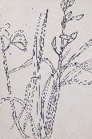 藏品(蘭花草)的圖片