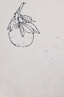 藏品(橘子)的圖片