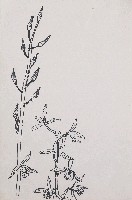 藏品(蘭花)的圖片