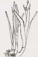 藏品(水仙花)的圖片