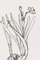 藏品(水仙花)的圖片
