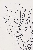 藏品(花草)的圖片