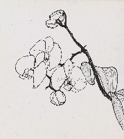 藏品(蘭花)的圖片