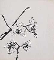 藏品(蘭花)的圖片