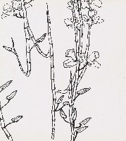 藏品(蘭花)的圖片