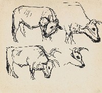 藏品(牛)的圖片