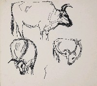 藏品(牛)的圖片