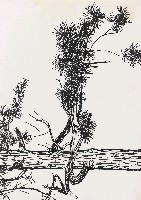 藏品(松)的圖片