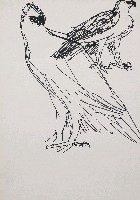 藏品(鷹)的圖片