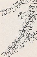 藏品(花)的圖片