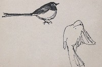 藏品(鳥)的圖片